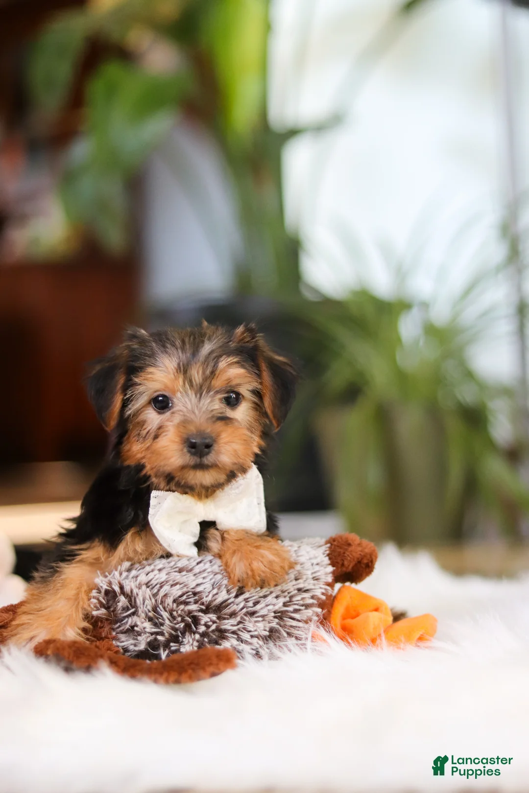 Yorkshire Terrier dogs for sale: Brianna - Ad 2