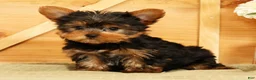 Yorkshire Terrier dogs for sale: Spencer - Ad 3