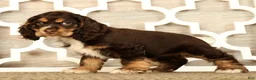 Cocker Spaniel dogs for sale: Lucy - Ad 5