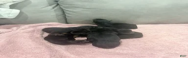 Rottweiler Puppy 5