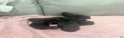 Rottweiler dogs for sale: Rottweiler Puppy 5 - Ad 1
