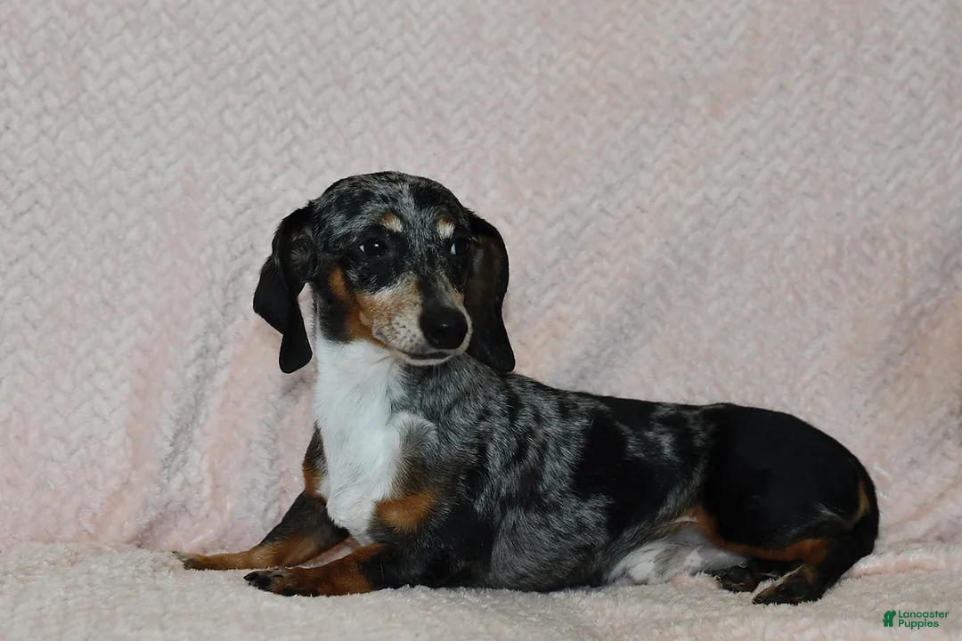 Miniature Dachshund dogs for sale: Ivy - Ad 7