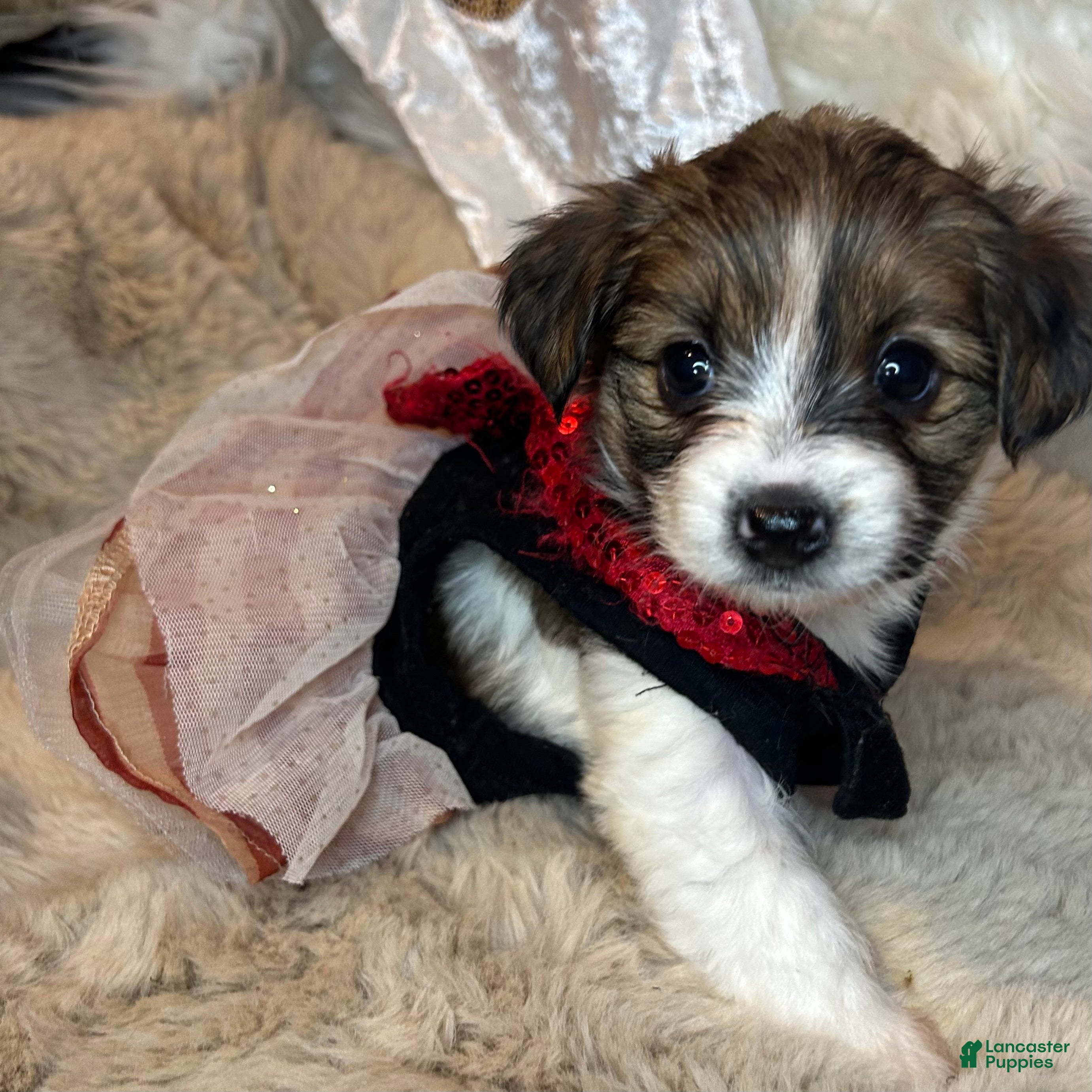 Mixed Breed dogs Buttercup - Ad 1