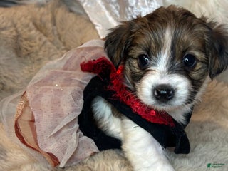 Mixed Breed dogs Buttercup - Ad 7