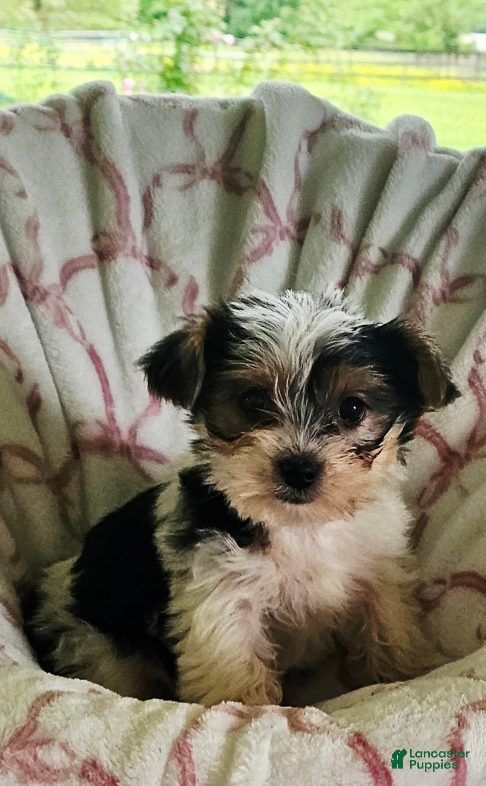 Yorkshire Terrier dogs for sale: Twinkle  - Ad 2
