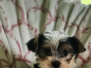 Yorkshire Terrier dogs for sale: Twinkle - Ad 2
