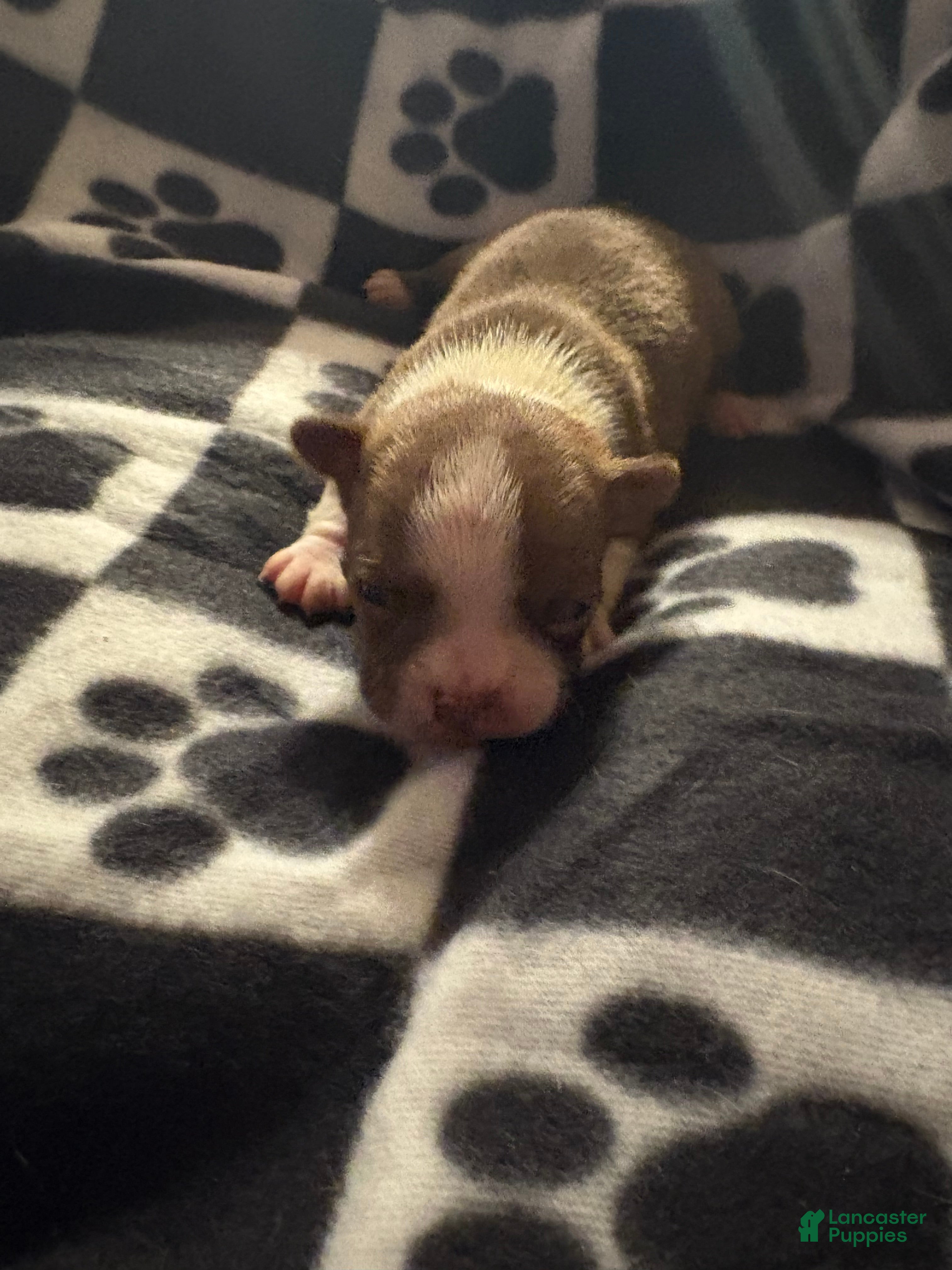 Boston Terrier dogs Eric - Ad 21