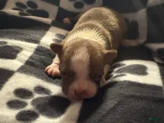 Boston Terrier dogs Eric - Ad 21