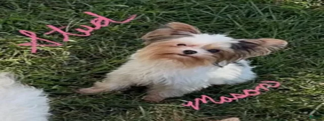 Mason