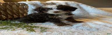 Hazel