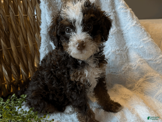 Mini Bernedoodle dogs for sale: Hazel - Ad 4