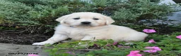 Golden Retriever dogs for sale: Daphne - Ad 2