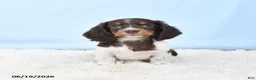 Miniature Dachshund dogs for sale: Ivy - Ad 2