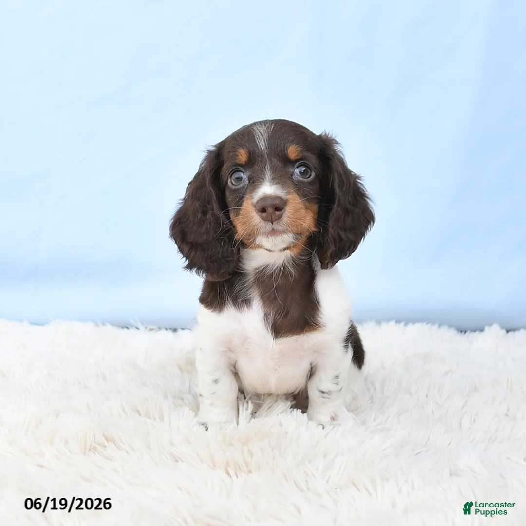 Miniature Dachshund dogs for sale: Ivy - Ad 2