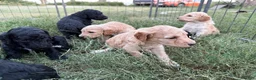 Standard Poodle dogs for sale: Standard Poodle 5 - Ad 11