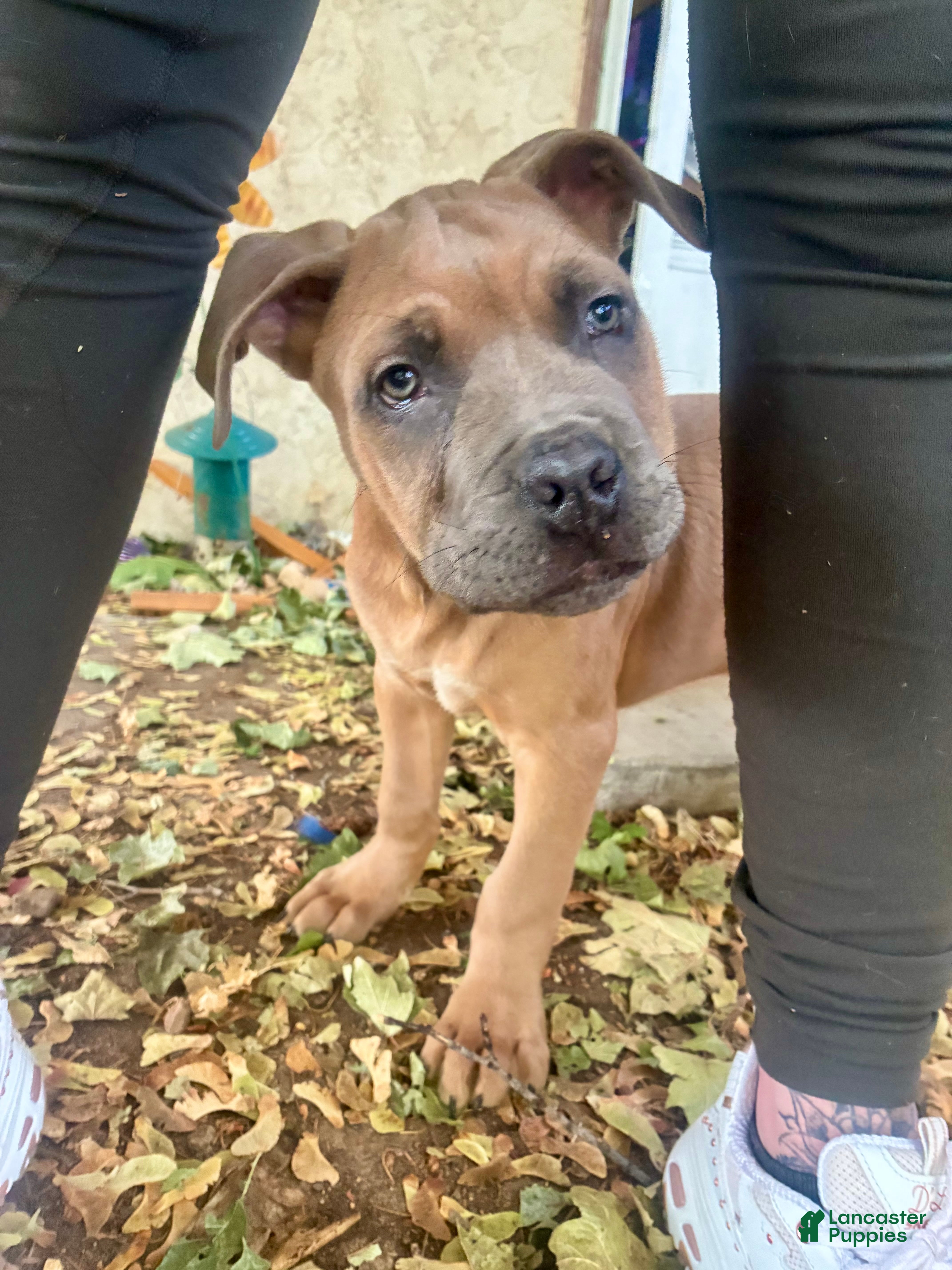 Cane Corso dogs Cane Corso 1 - Ad 16