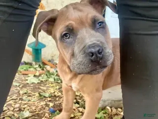 Cane Corso dogs Cane Corso 1 - Ad 16