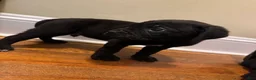 Cane Corso dogs for sale: Cane Corso Puppy 1 - Ad 1