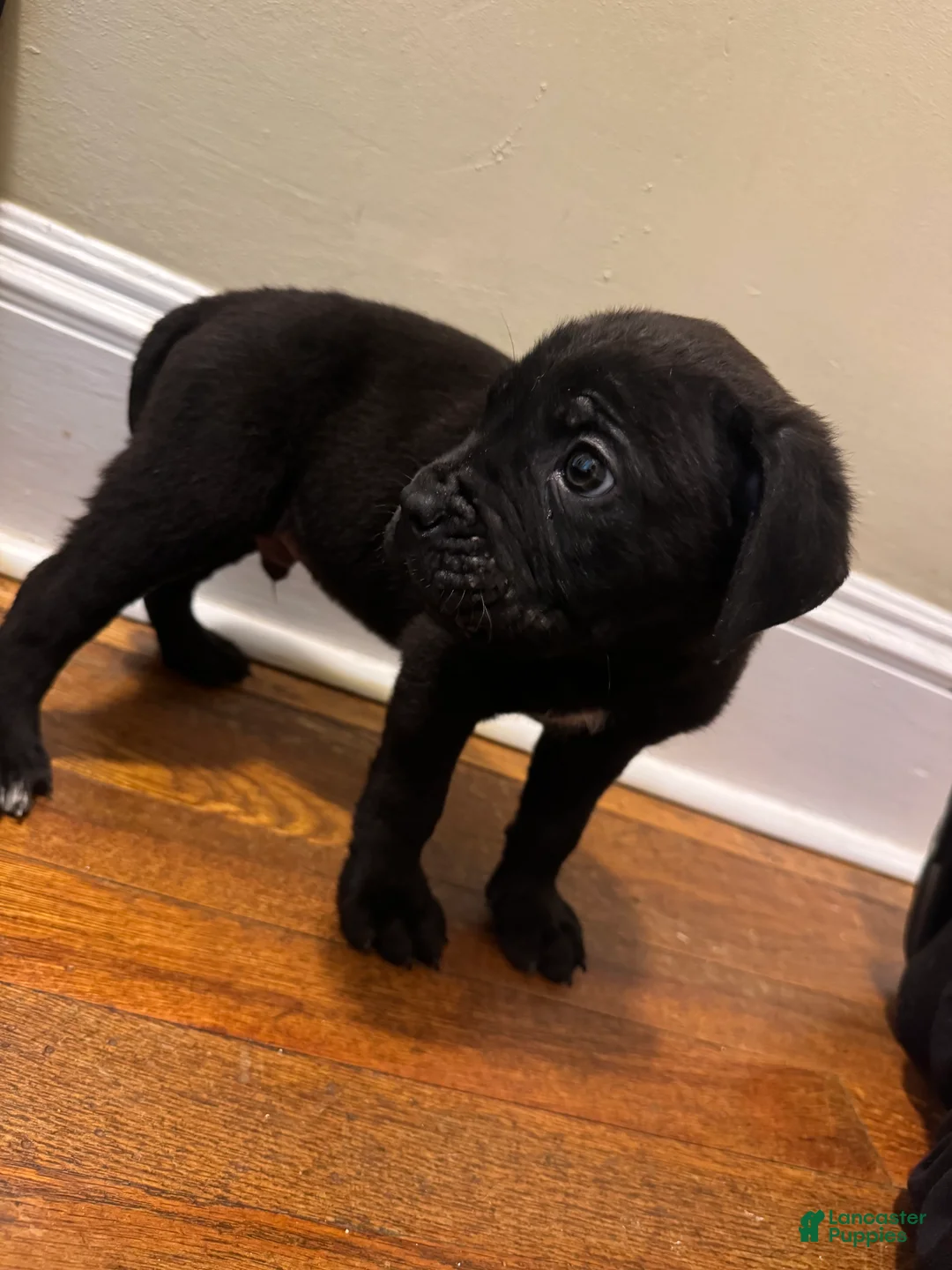 Cane Corso dogs for sale: Cane Corso Puppy 1 - Ad 1