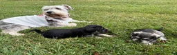 Standard Schnauzer dogs for sale: Athena (Gray) - Ad 5