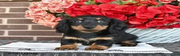 Miniature Dachshund dogs for sale: Tracy  - Ad 5