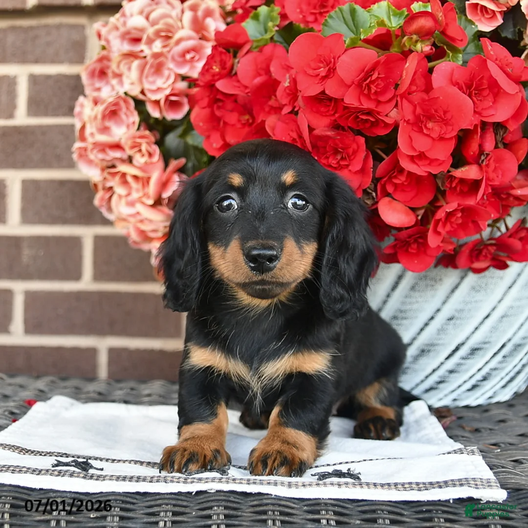 Miniature Dachshund dogs for sale: Tracy  - Ad 5