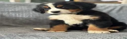 Bernese Mountain Dog dogs for sale: Gator - Ad 1