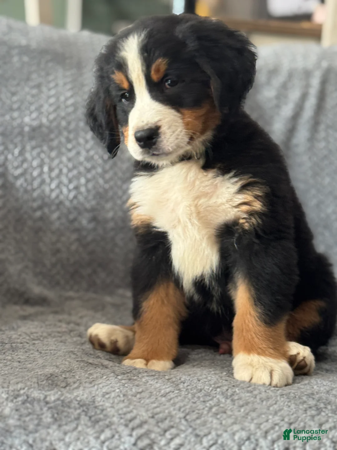 Bernese Mountain Dog dogs for sale: Gator - Ad 1