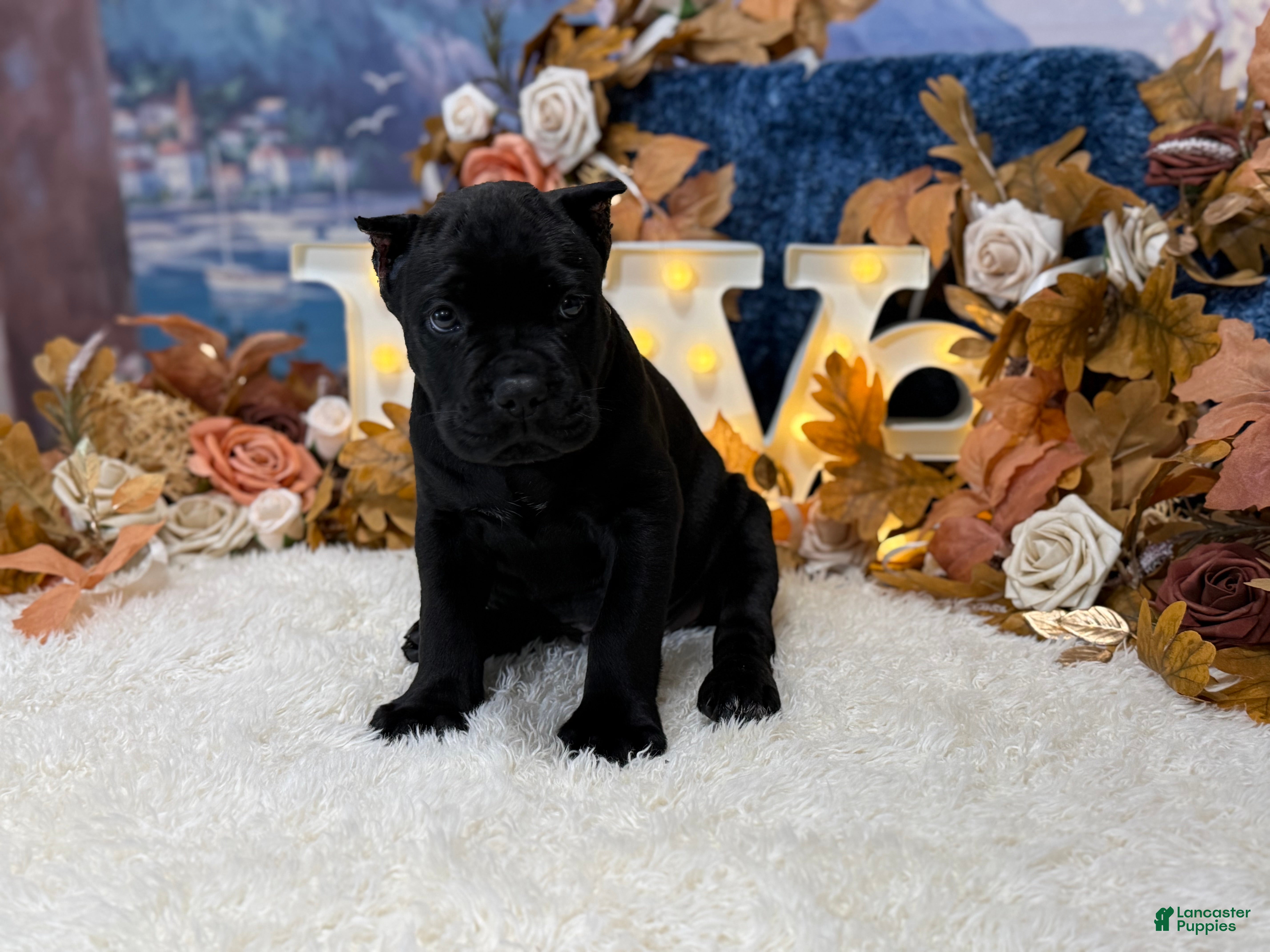 Cane Corso dogs Bruno - Ad 1