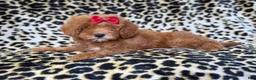 Cavapoo dogs for sale: Sassy - Ad 7