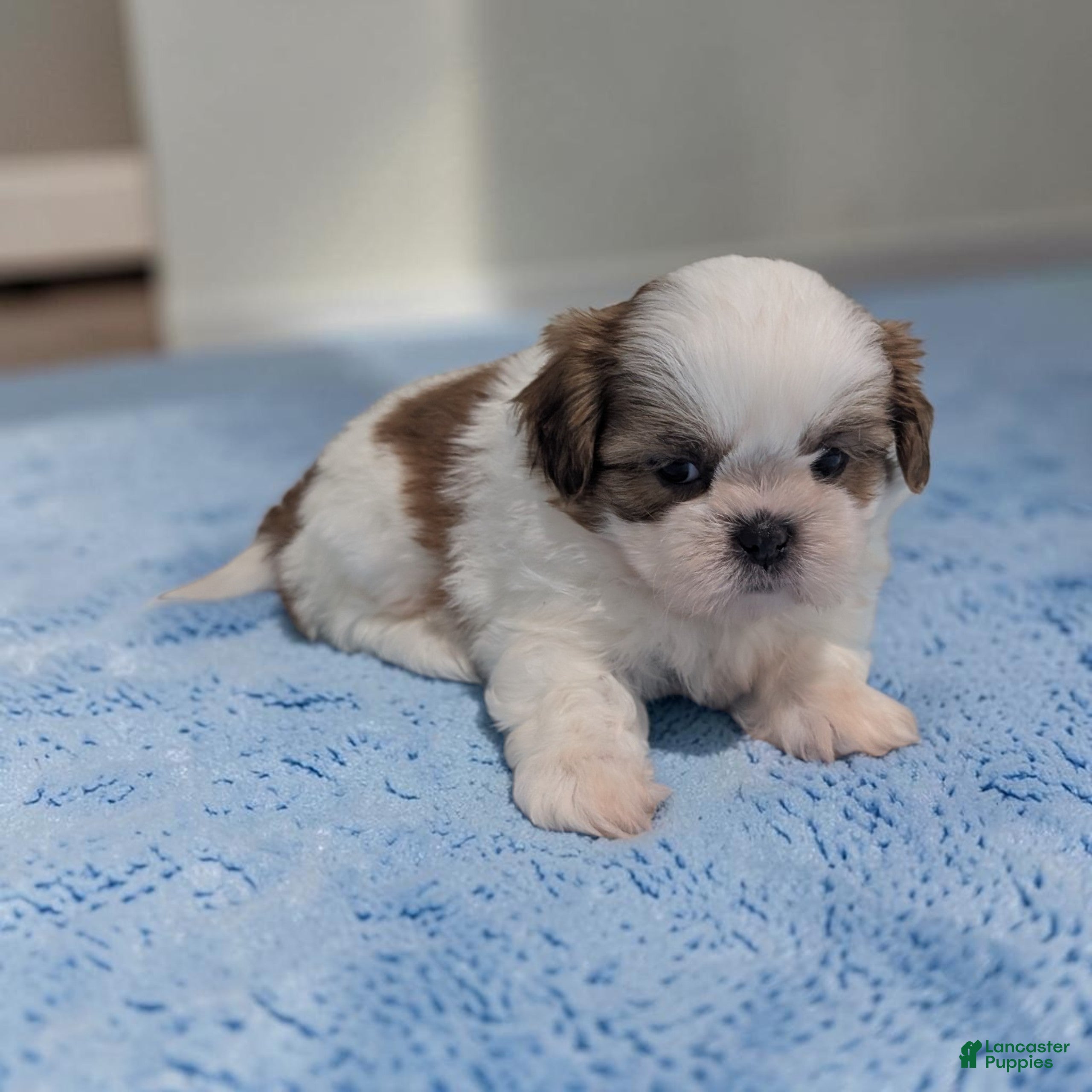 Duffy (Shih Tzu, Male) in Dundee, OH