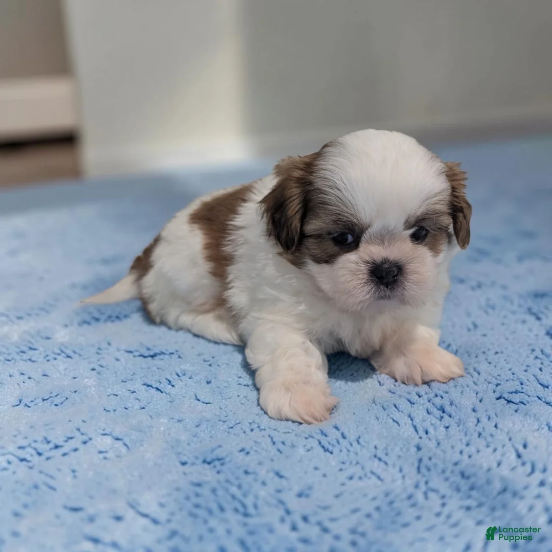 Shih Tzu dogs for sale: Duffy - Ad 1