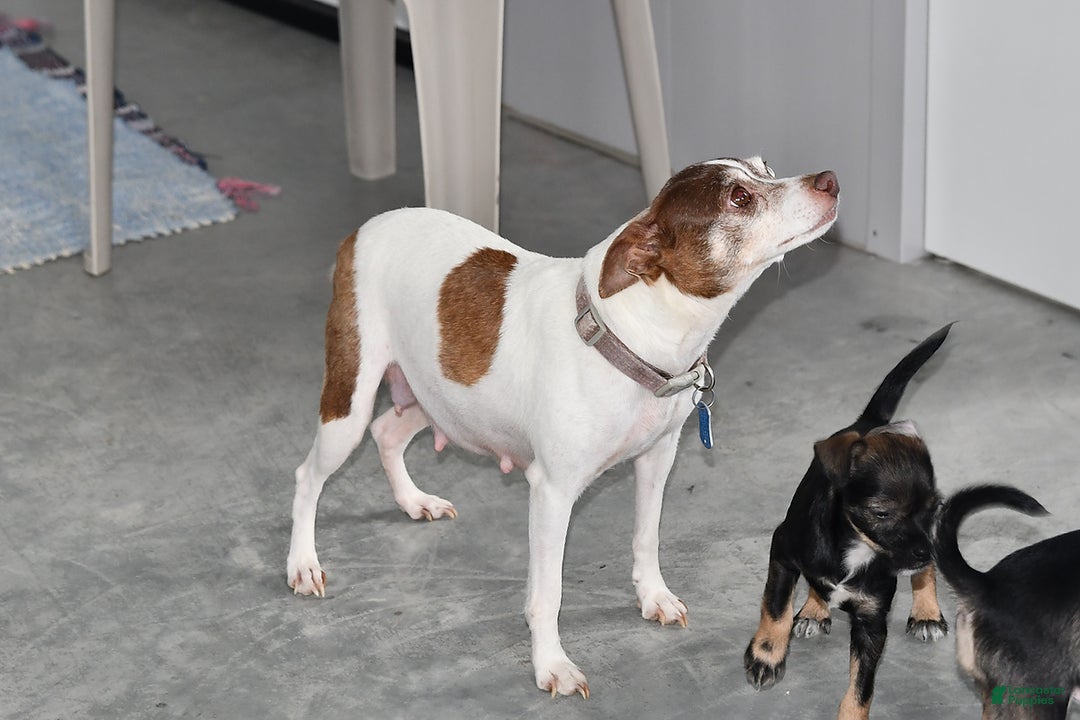 Mixed Breed dogs for sale: Tinker - Ad 6