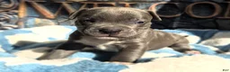 American Bully dogs for sale: "DMX" BLUE NOSE / BLUE EYES - Ad 4