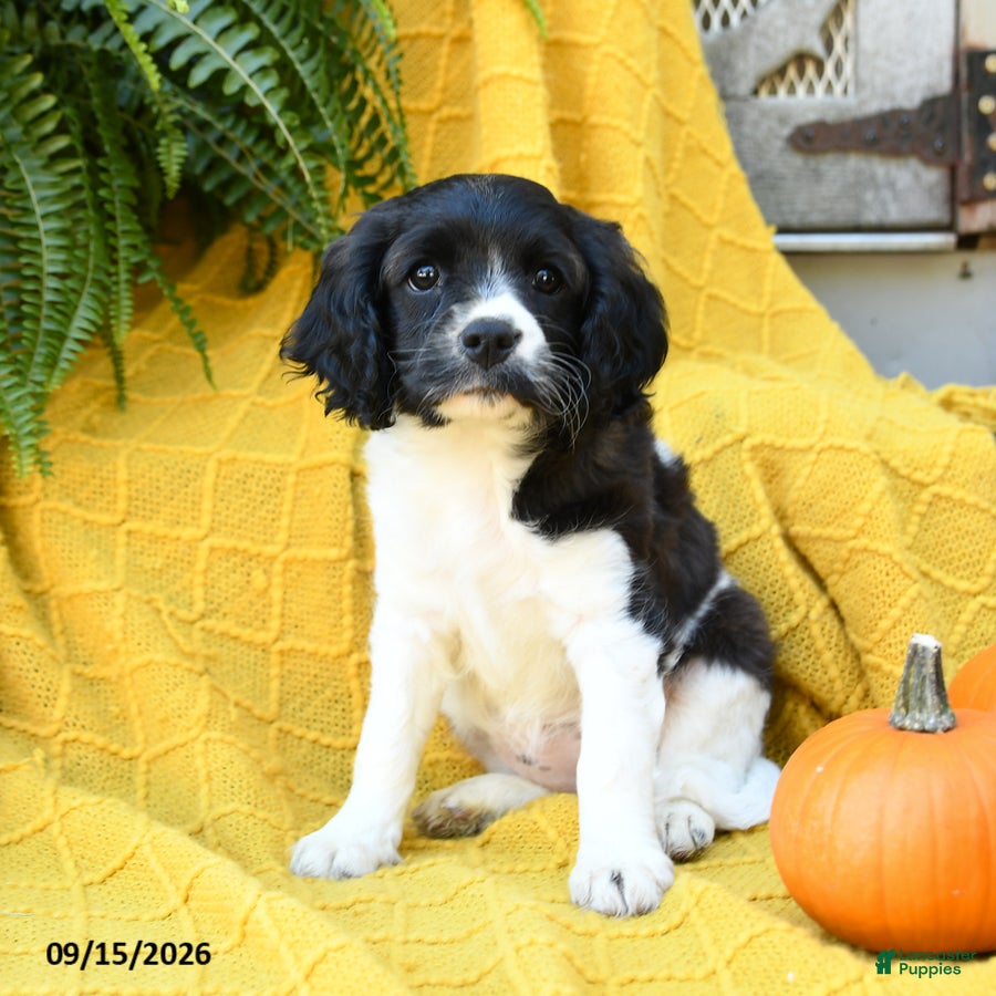 Cavachon dogs Ivy - Ad 1