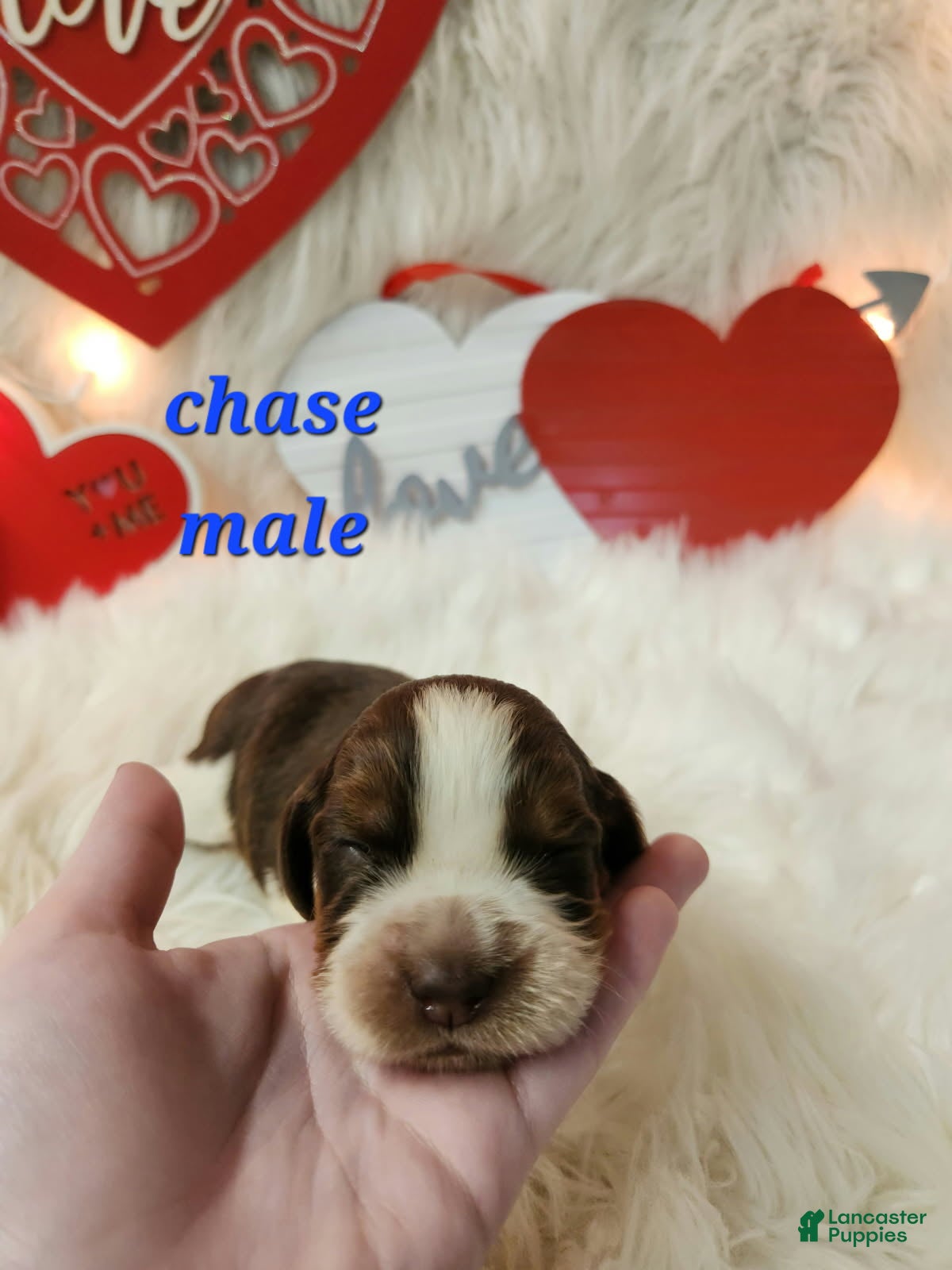 English Springer Spaniel dogs Chase - Ad 31