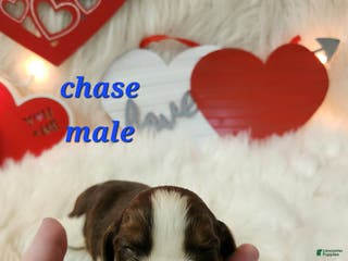 English Springer Spaniel dogs Chase - Ad 31