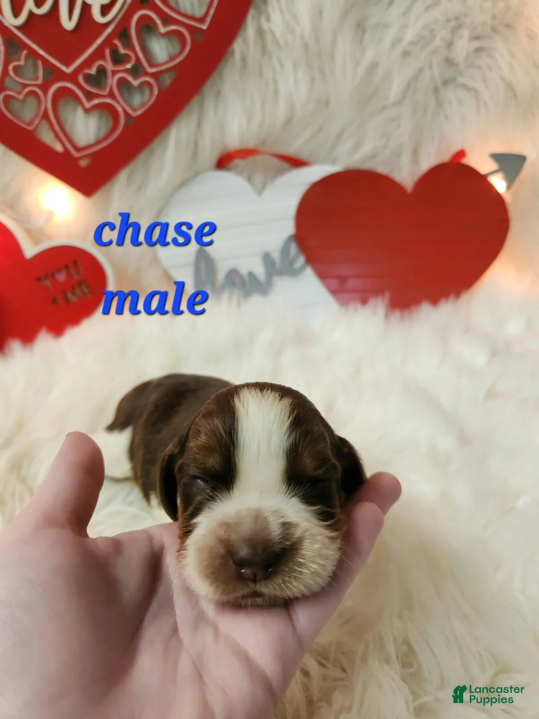 English Springer Spaniel dogs for sale: Chase - Ad 1