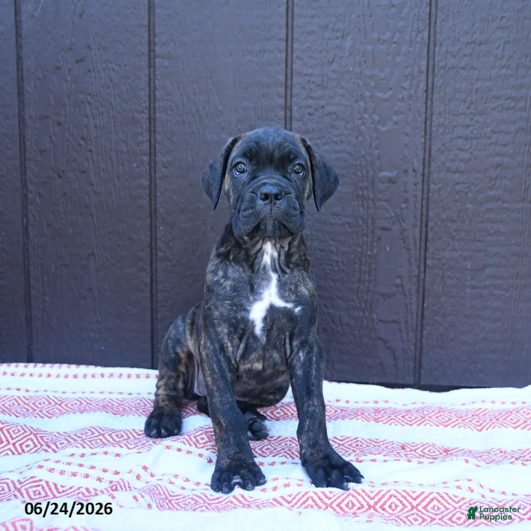 Cane Corso dogs for sale: Carmen - Ad 1