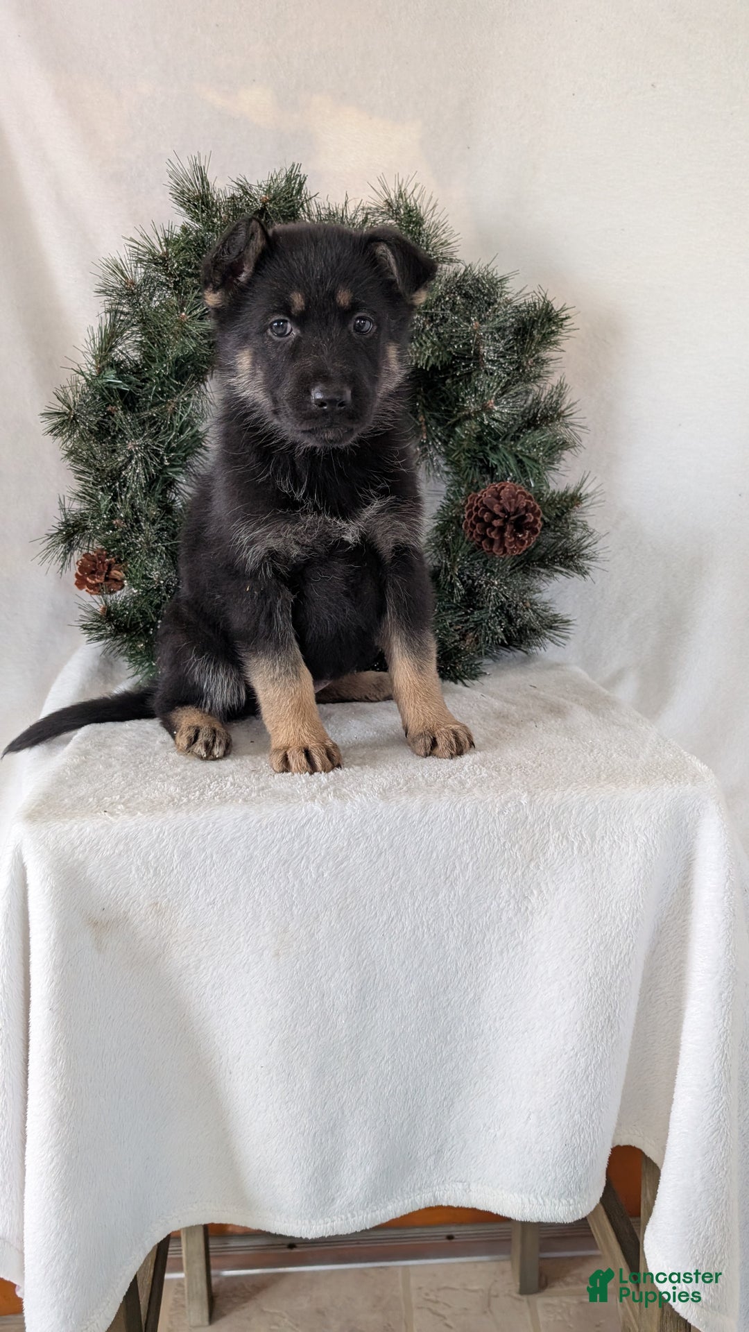 German Shepherd dogs for sale: Marge  - Ad 5