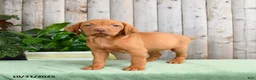 Vizsla dogs for sale: Hope - Ad 3
