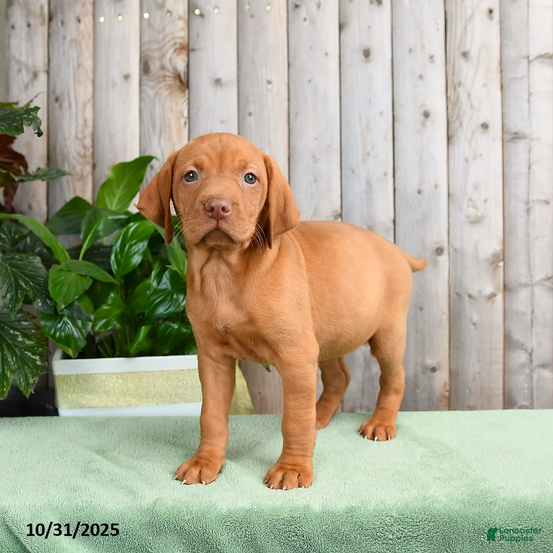 Vizsla dogs for sale: Hope - Ad 3