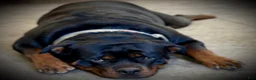 Rottweiler dogs for sale: Ruby - Ad 10