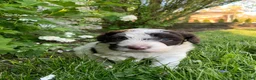 Portuguese Water Dog dogs for sale: Bella - Ad 4