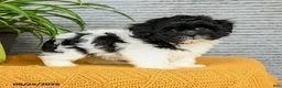 Teddy Bear dogs for sale: Willow - Ad 4