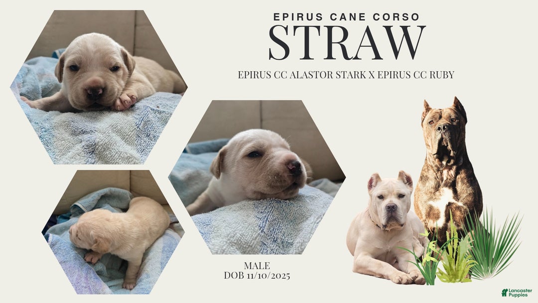 Cane Corso dogs for sale: STRAW MALE CANE CORSO - Ad 1
