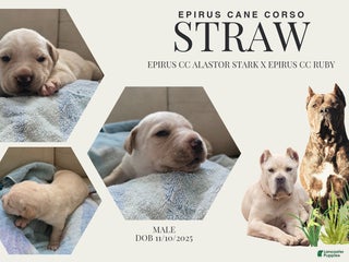 Cane Corso dogs STRAW MALE CANE CORSO - Ad 10