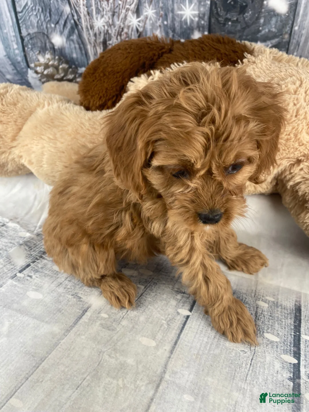 Cavapoo dogs for sale: Rosie - Ad 9