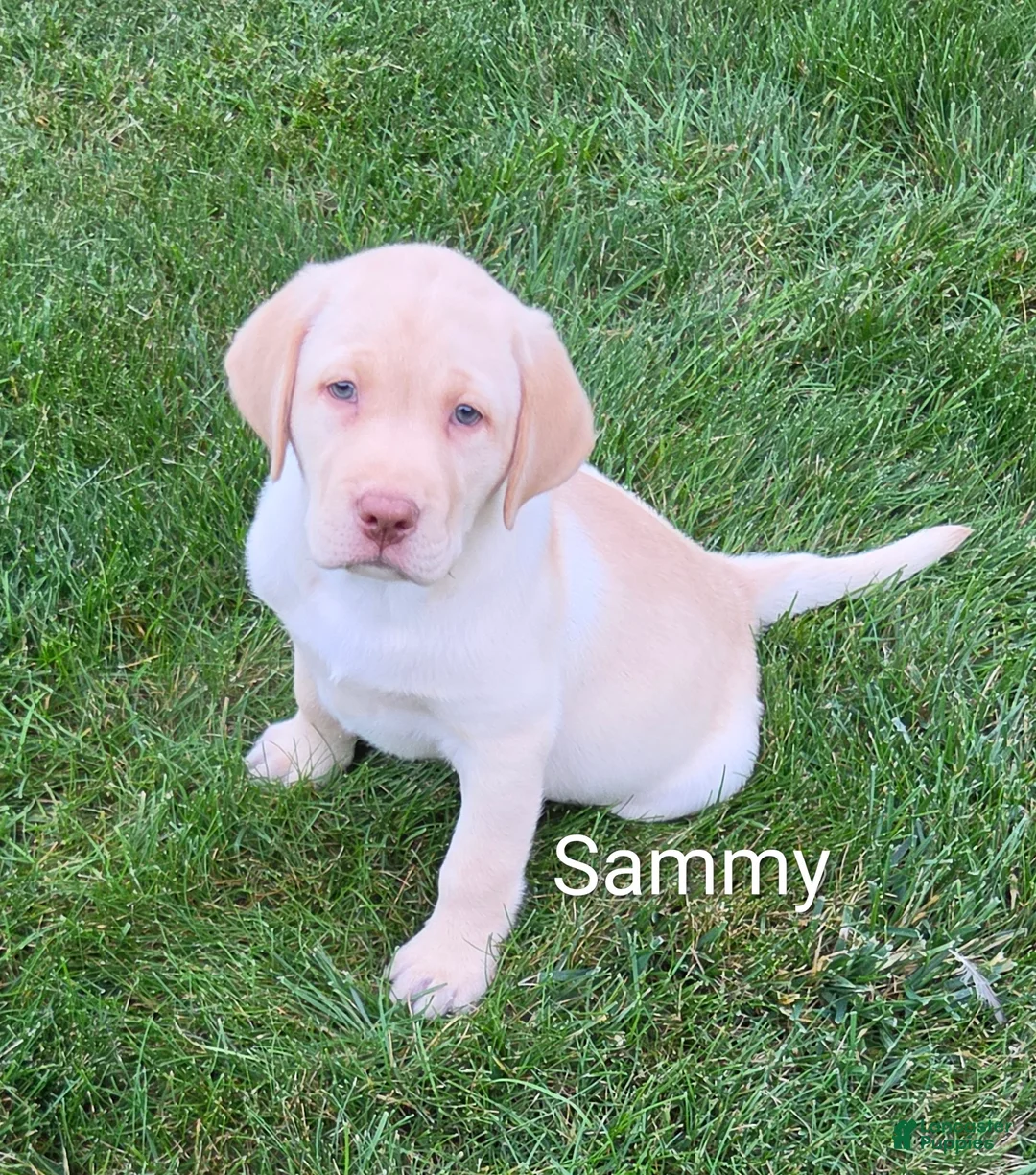 Labrador Retriever dogs for sale: Labrador Retriever Sammy - Ad 1