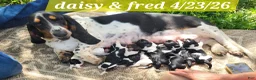 Basset Hound dogs for sale: River  - Ad 2